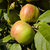 Apfel 'Altländer Pfannkuchenapfel' M 7 - Buschbaum - Alte Sorte 1840