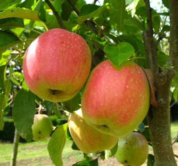 Apfel Finkenwerder Herbst - Buschbaum kaufen Online im Pflanzen Shop  Harro's Pflanzenwelt