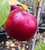Apfel 'Liberty' M 7 - Buschbaum