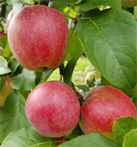 Apfel 'Jamba'  - Buschbaum