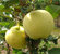 Apfel 'Weißer Klarapfel' M 26 - Buschbaum