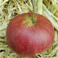 Apfel 'Rubinette Rosso' ® MM 111 - Buschbaum