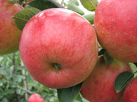 Apfel 'Rebella ®  M 26 - Buschbaum mehrach resistenter Herbstapfel