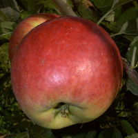 Apfel 'Reglindis'  M 111 - Buschbaum resistene, robuste Apfelsorte