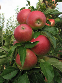 Apfel 'Retina'®   M111 - Buschbaum  mehrfach resistent