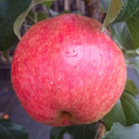 Apfel 'Rewena'®  M 26 - Buschbaum mehrfach resistent