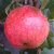 Apfel 'Rewena'® MM 111 - Buschbaum mehrfach resistent