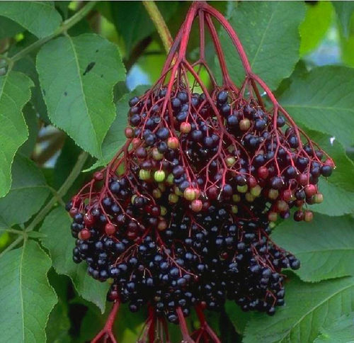 Holunder 'Haschberg'  - Sambucus Nigra- Wildobst