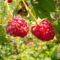 Himbeere 'Elida' ®   -  Rubus idaeus - Beerenobst