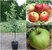 Duo Apfel Florina + Sir Prize Buschbaum - Zwei Sorten auf einem Stamm