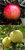 Duo Apfel Piros + Weißer Klarapfel Buschbaum - Zwei Sorten auf einem Stamm