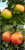 Duo Apfel Topaz + Alkmene Buschbaum - Zwei Sorten auf einem Stamm