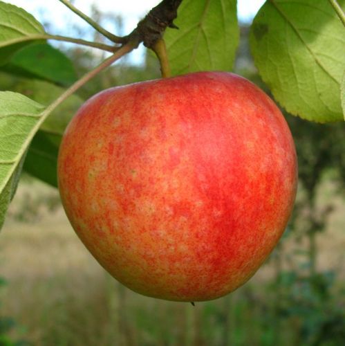 Apfel  'Cox Orange'  M 7 - Halbstamm