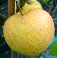 Apfel 'Golden Delicious' - Halbstamm- guter Lagerapfel