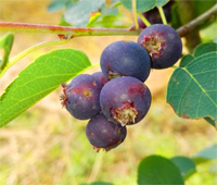 Felsenbirne Amelanchier alnifolia "Smokey" - Wildobst