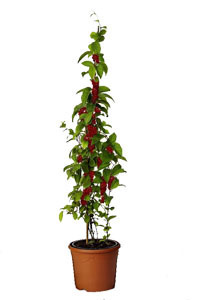 Schisandra Chinensis `Wu Wei Zi`  -  Chinesische Beerentraube  Wildobst, Kletterpflanze Heilpflanze