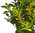 Euonymus japonicus 'Ovatus Aureus' Japanischer Spindelstrauch 13 cm Topf