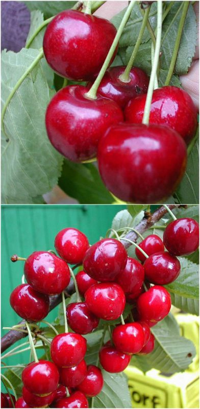 Duo- Kirsche \'Kordia + Regina\'- 2 Sorten auf einem Stamm kaufen Online im  Obstbaum-Versand Harro\'s Pflanzenwelt | Obstbäume & Gemüsepflanzen