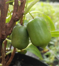 Kiwi 'Super Issai'  Selbstfruchtbar   - Actinidia arguta - Kletterobst