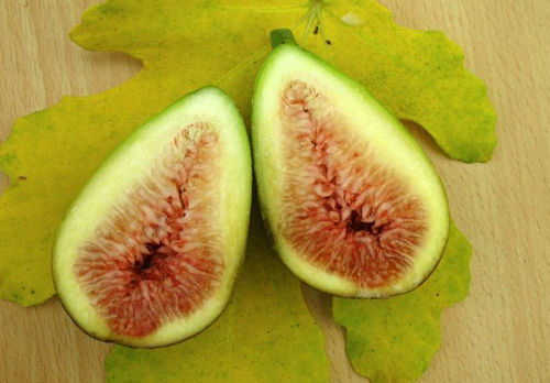 Ficus Carica 'Bornholm'  Bornholmfeige, sehr  winterhart