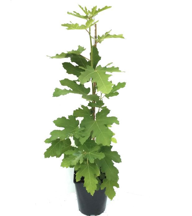 Ficus Carica \'Perretta\' Feigenbaum winterhart Obstbaum - - Versand Pflanzenwelt Harro\'s