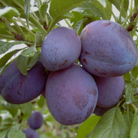 Pflaume 'Topstar Plus ' ®  - Buschbaum - Prunus domestica