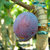 Zwetschge 'Topking ' ® - Buschbaum - Prunus domestica