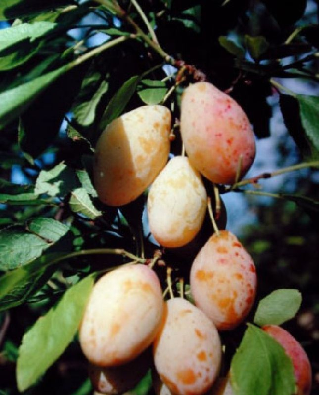Zwetschge \'Tipala\' gelbe Zwetschge ® - Buschbaum - Prunus domestica -  kaufen online Obstbaum-Versand Harro\'s Pflanzenwelt