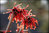Hamamelis intermedia "Diane"  - rot blühende Zaubernuss   40-60 cm -  5 L