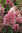 Hydrangea paniculata 'Pinky Winky' ®  -  Rispenhortensie pink - duftend