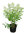 Hydrangea paniculata 'Bobo' ®  -  Rispenhortensie weiß - duftend