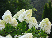 Hydrangea paniculata 'Bobo' ®  -  Rispenhortensie weiß - duftend