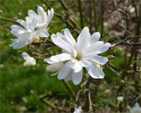 Magnolia stellata - Sternmagnolie - duftende große Sternblüten 5 Liter Topf, Höhe 60-80 cm