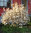 Magnolia stellata - Sternmagnolie - duftende große Sternblüten 6 Liter Topf, Höhe 60-80 cm