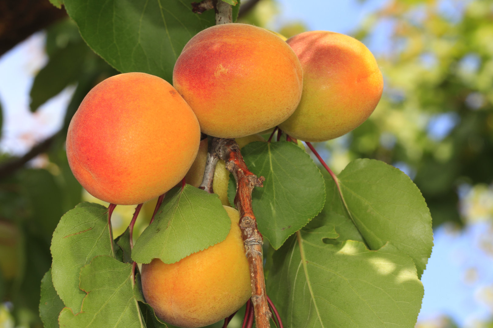 Aprikose Bergeron kaufen - Obstbaum Pflanzenwelt Versand Harro\'s
