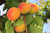 Aprikose 'Harcot' - Buschbaum   Myrobalane