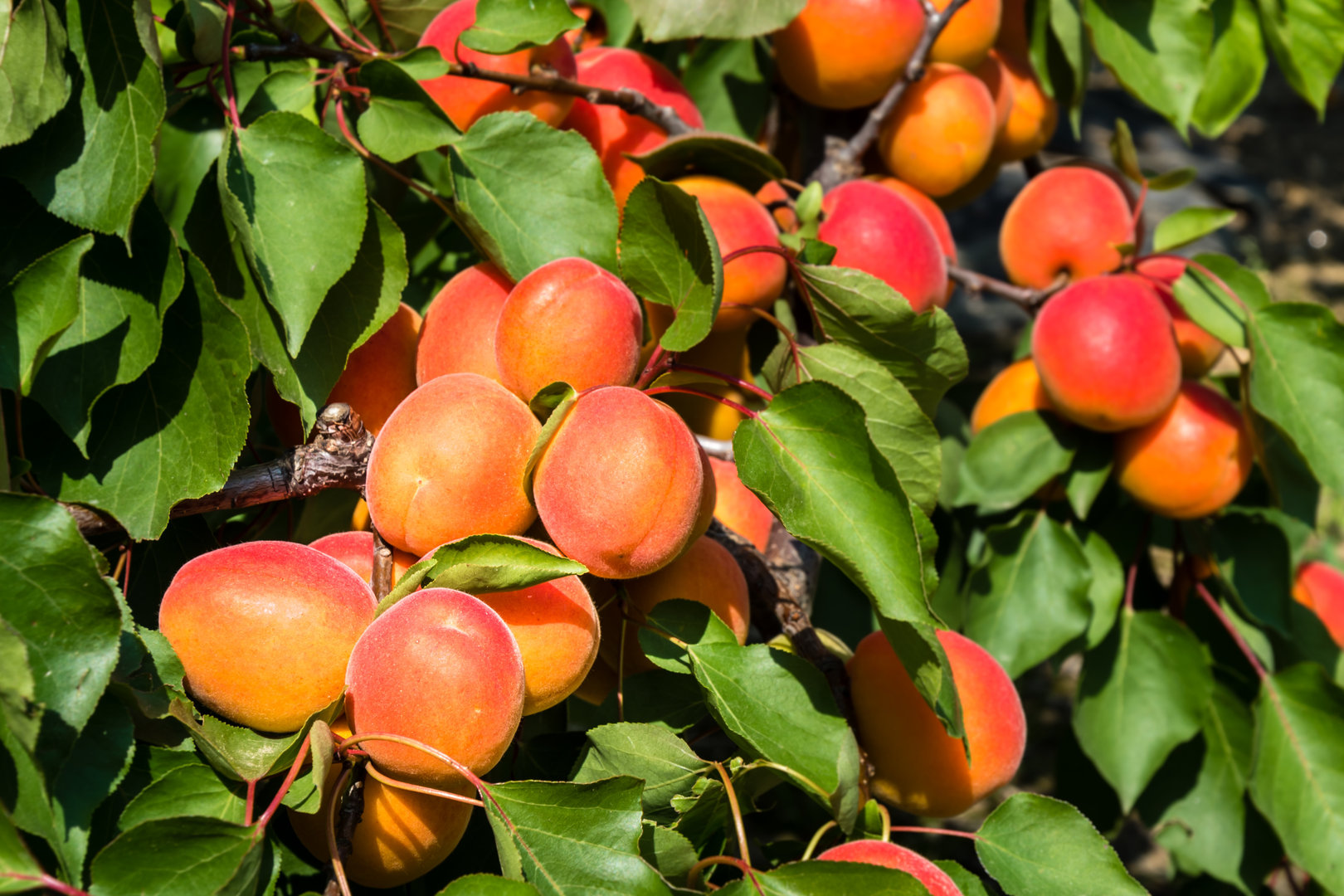 Aprikose Bergeron kaufen - Obstbaum Versand Harro\'s Pflanzenwelt