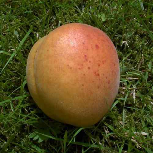 Aprikose 'Early Orange' - Buschbaum   Myrobalane