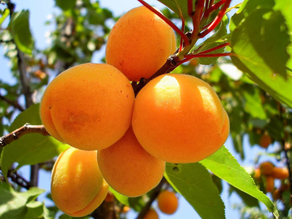 Aprikose \'Early Orange\' - Versand kaufen Obstbaum Pflanzenwelt Buschbaum - Harro\'s