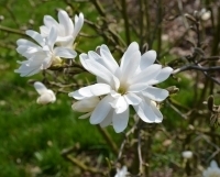Magnolia stellata - Sternmagnolie - duftende große Sternblüten  17 cm Topf