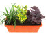 kleiner Bepflanzter Blumenkasten 40 cm wintergrün im Standardkasten