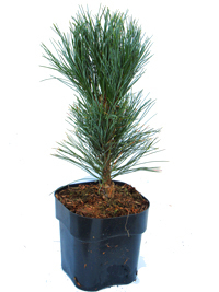 Pinus cembra - Zirbe, Zirbelkiefer,  Arve  T17