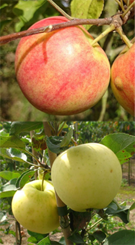 Apfelbaum kaufen, 134 veredelte Sorten