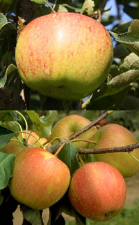 Duo Apfel Jonagold + Pinova M 7  Buschbaum  - Zwei Sorten auf einem Stamm