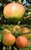 Duo Apfel Jonagold + Pinova M 7 Buschbaum - Zwei Sorten auf einem Stamm