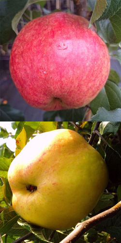 Duo- Apfel Rewena + Dülmener MM 111  Buschbaum  - Zwei Sorten auf einem Stamm