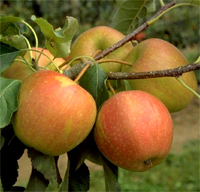 Apfel 'Pinova' ® VF-Buschbaum MM 111
