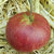Apfel 'Rubinette Rosso' ® MM 111 - Halbstamm