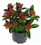 Skimmia japonica "Marlot" - japanische Blütenskimmie 13 cm Topf