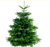 Weihnachstbaum Nordmanntanne Premiumqualität 175-200 cm - frisch geschlagen